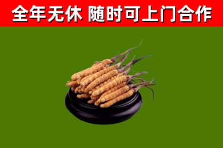 铜陵回收冬虫夏草